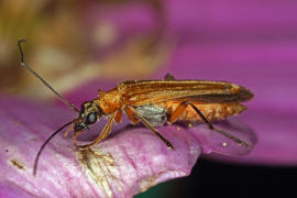 Oedemera podagrariae / Echter Schenkelkfer / Scheinbockkfer - Oedemeridae - Oedemerinae (- "Schenkelkfer")