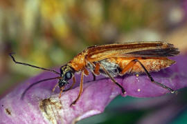 Oedemera podagrariae / Echter Schenkelkfer / Scheinbockkfer - Oedemeridae - Oedemerinae (- "Schenkelkfer")