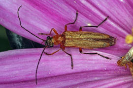 Oedemera podagrariae / Echter Schenkelkfer / Scheinbockkfer - Oedemeridae - Oedemerinae (- "Schenkelkfer")