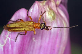 Oedemera podagrariae / Echter Schenkelkfer / Scheinbockkfer - Oedemeridae - Oedemerinae (- "Schenkelkfer")