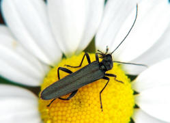 Oedemera virescens / Graugrner Schenkelkfer / Scheinbockkfer - Oedemeridae - Oedemerinae (- "Schenkelkfer")