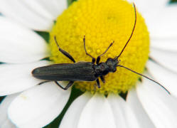 Oedemera virescens / Graugrner Schenkelkfer / Scheinbockkfer - Oedemeridae - Oedemerinae (- "Schenkelkfer")