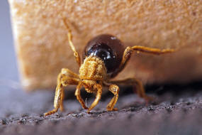 Mezium affine / Kapuzenkugelkfer / Diebskfer - Ptinidae