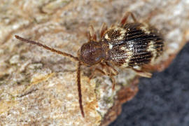 Ptinus rufipes / Rotbeiniger Diebskfer (Weibchen) / Diebskfer - Ptinidae