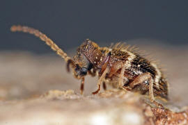 Ptinus rufipes / Rotbeiniger Diebskfer (Weibchen) / Diebskfer - Ptinidae