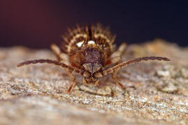 Ptinus rufipes / Rotbeiniger Diebskfer (Weibchen) / Diebskfer - Ptinidae