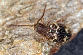 Ptinus rufipes / Rotbeiniger Diebskfer (Weibchen) / Diebskfer - Ptinidae