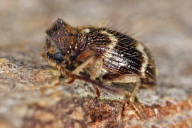 Ptinus rufipes / Rotbeiniger Diebskfer (Weibchen) / Diebskfer - Ptinidae