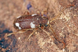 Ptinus sexpunctatus / Sechspunkt-Diebskfer / Diebskfer - Ptinidae