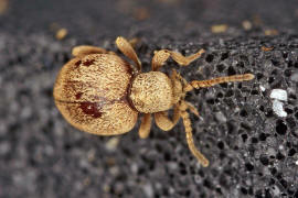 Sphaericus gibbioides / "Kruterdieb" / Diebskfer - Ptinidae