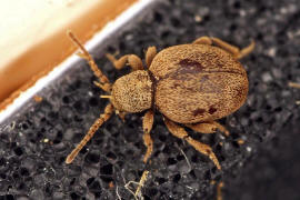 Sphaericus gibbioides / "Kruterdieb" / Diebskfer - Ptinidae