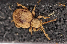 Sphaericus gibbioides / "Kruterdieb" / Diebskfer - Ptinidae