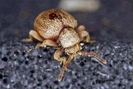 Sphaericus gibbioides / "Kruterdieb" / Diebskfer - Ptinidae