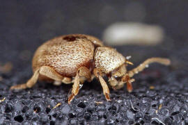 Sphaericus gibbioides / "Kruterdieb" / Diebskfer - Ptinidae