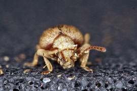 Sphaericus gibbioides / "Kruterdieb" / Diebskfer - Ptinidae