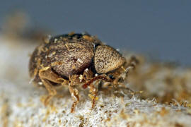 Sphaericus gibbioides / "Kruterdieb" / Diebskfer - Ptinidae