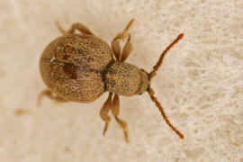Sphaericus gibbioides / "Kruterdieb" / Diebskfer - Ptinidae