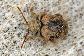 Sphaericus gibbioides / "Kruterdieb" / Diebskfer - Ptinidae