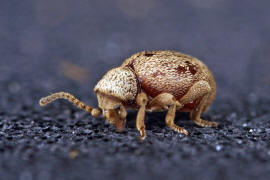 Sphaericus gibbioides / "Kruterdieb" / Diebskfer - Ptinidae