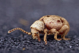 Sphaericus gibbioides / "Kruterdieb" / Diebskfer - Ptinidae