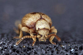 Sphaericus gibbioides / "Kruterdieb" / Diebskfer - Ptinidae