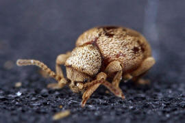 Sphaericus gibbioides / "Kruterdieb" / Diebskfer - Ptinidae