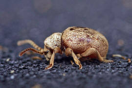 Sphaericus gibbioides / "Kruterdieb" / Diebskfer - Ptinidae