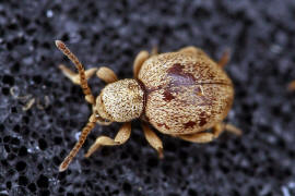Sphaericus gibbioides / "Kruterdieb" / Diebskfer - Ptinidae