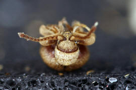 Sphaericus gibbioides / "Kruterdieb" / Diebskfer - Ptinidae