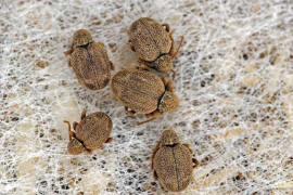 Sphaericus gibbioides / "Kruterdieb" / Diebskfer - Ptinidae