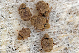 Sphaericus gibbioides / "Kruterdieb" / Diebskfer - Ptinidae