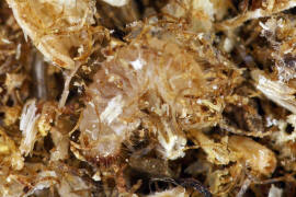 Sphaericus gibbioides (Larve) / "Kruterdieb" / Diebskfer - Ptinidae