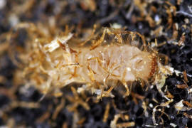 Sphaericus gibbioides (Larve) / "Kruterdieb" / Diebskfer - Ptinidae