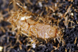 Sphaericus gibbioides (Larve) / "Kruterdieb" / Diebskfer - Ptinidae