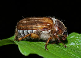 Amphimallon solstitiale / Junikfer / Gerippter Brachkfer / Blatthornkfer - Scarabaeidae - Melolonthinae