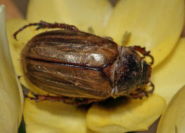 Amphimallon solstitiale / Junikfer / Gerippter Brachkfer / Blatthornkfer - Scarabaeidae - Melolonthinae