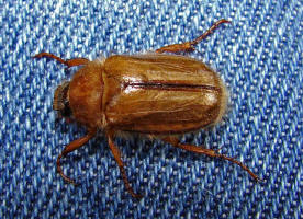 Amphimallon solstitiale / Junikfer / Gerippter Brachkfer / Blatthornkfer - Scarabaeidae - Melolonthinae