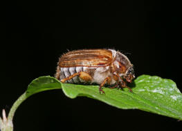 Amphimallon solstitiale / Junikfer / Gerippter Brachkfer / Blatthornkfer - Scarabaeidae - Melolonthinae