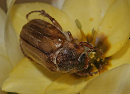 Amphimallon solstitiale / Junikfer / Gerippter Brachkfer / Blatthornkfer - Scarabaeidae - Melolonthinae