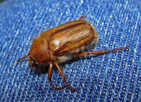 Amphimallon solstitiale / Junikfer / Gerippter Brachkfer / Blatthornkfer - Scarabaeidae - Melolonthinae