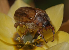 Amphimallon solstitiale / Junikfer / Gerippter Brachkfer / Blatthornkfer - Scarabaeidae - Melolonthinae