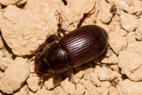 Acrossus rufipes (syn. Aphodius rufipes) / Rotfu / Blatthornkfer - Scarabaeidae - Aphodiinae