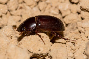 Acrossus rufipes (syn. Aphodius rufipes) / Rotfu / Blatthornkfer - Scarabaeidae - Aphodiinae