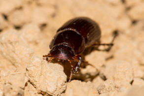 Acrossus rufipes (syn. Aphodius rufipes) / Rotfu / Blatthornkfer - Scarabaeidae - Aphodiinae