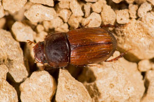 Aphodius rufus (Moll, 1782) / Blatthornkfer - Scarabaeidae - Aphodiinae