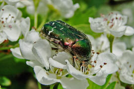 Cetonia aurata / Gemeiner Rosenkfer / Gold-Rosenkfer / Blatthornkfer - Scarabaeidae - Cetoniinae