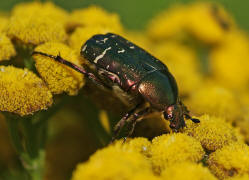 Cetonia aurata / Gemeiner Rosenkfer / Gold-Rosenkfer / Blatthornkfer - Scarabaeidae - Cetoniinae