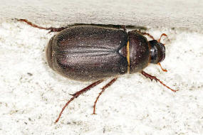 Haplidia transversa / Ohne deutschen Namen / Blatthornkfer - Scarabaeidae - Melolonthinae