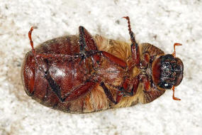 Haplidia transversa / Ohne deutschen Namen / Blatthornkfer - Scarabaeidae - Melolonthinae