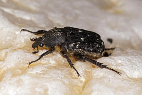 Heterocnemis graeca (Brull, 1832) / Blatthornkfer - Scarabaeidae - Cetoniinae